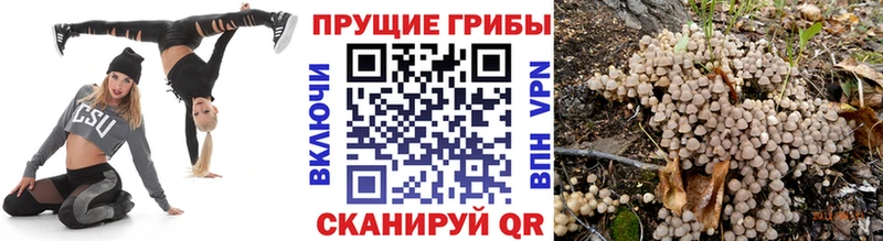 Псилоцибиновые грибы Cubensis  Новотроицк 